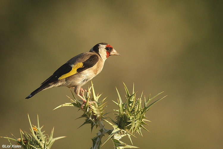  European Goldfinch Carduelis carduelis , Golan ,Israel,05-06-10. Lior Kislev                   